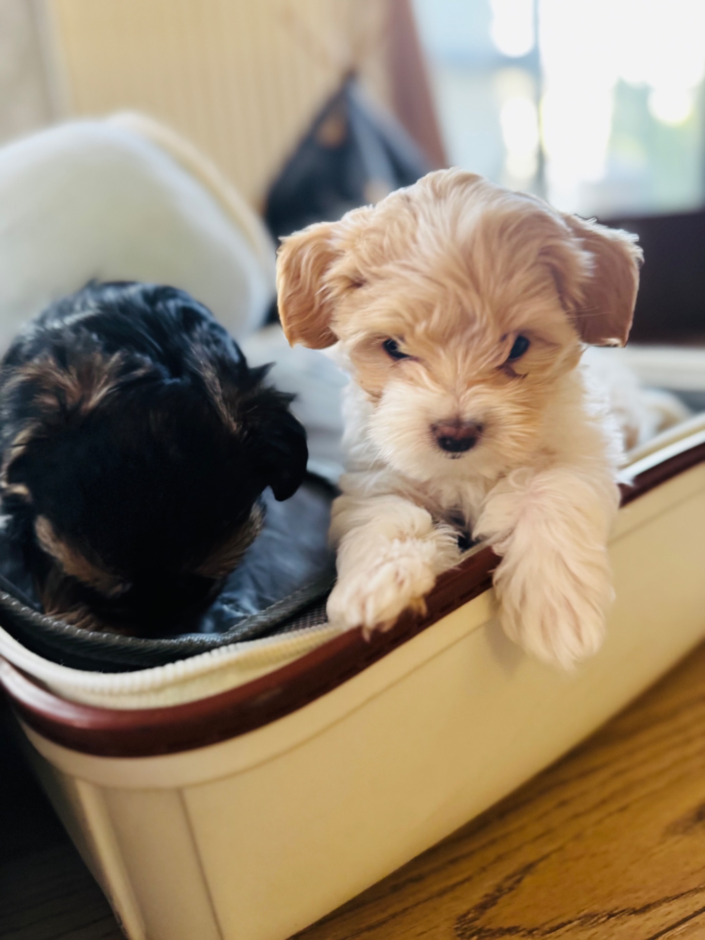 Міні мальтипу фантом та біла карамелька