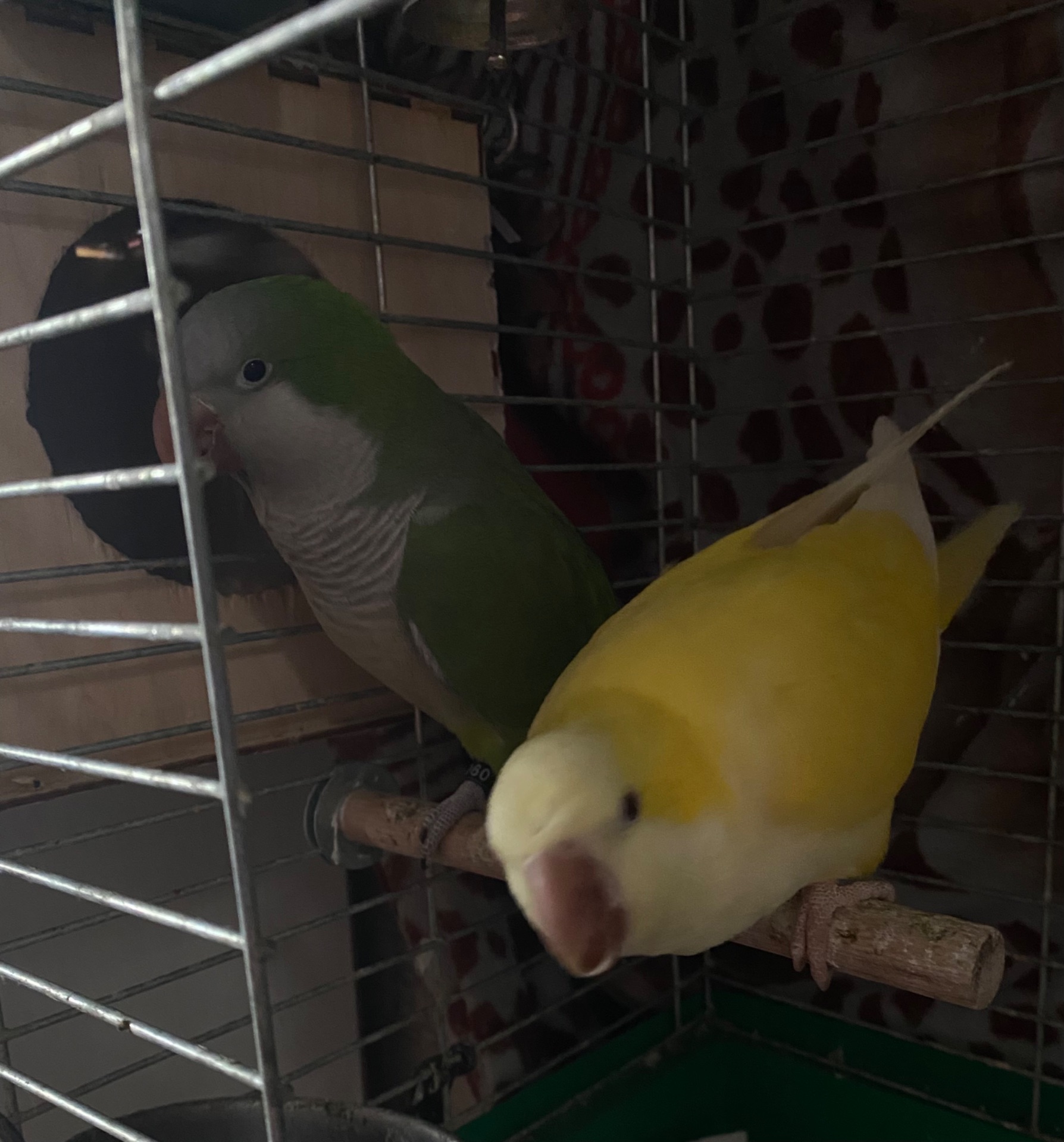 Продам пару пагуг