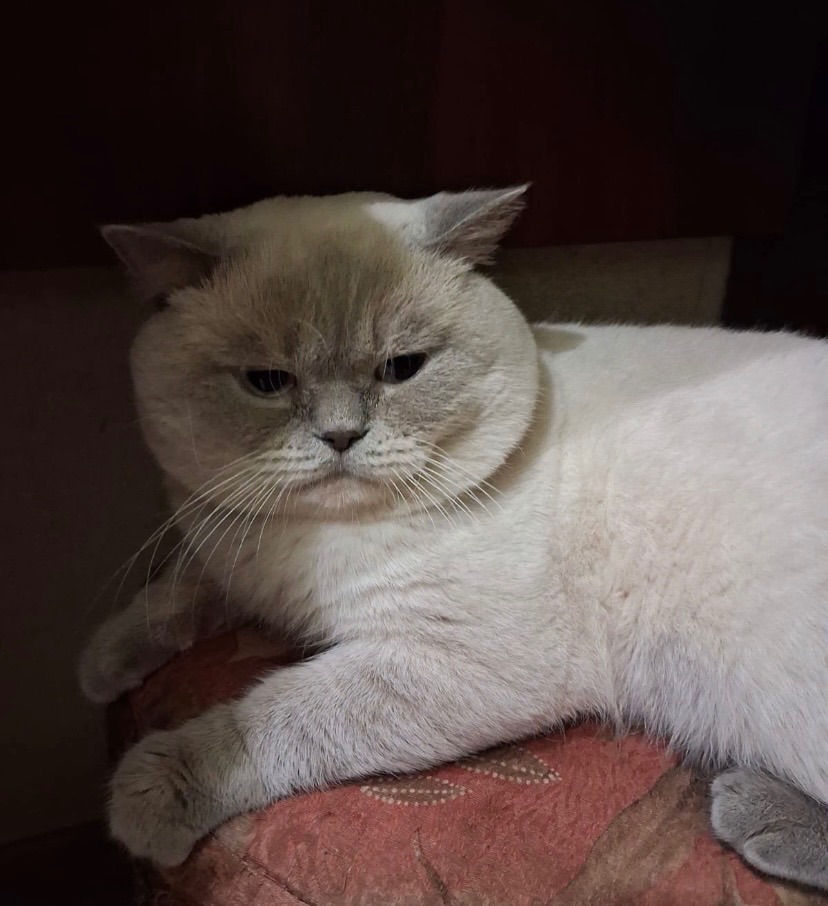 Віддамо в добрі руки кота британська білу поінт