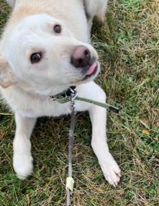 Найдобрішу родину