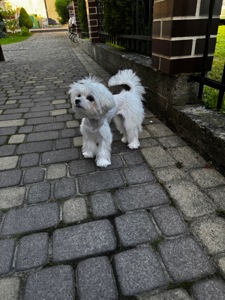 Міні мальтипу фантом та біла карамелька