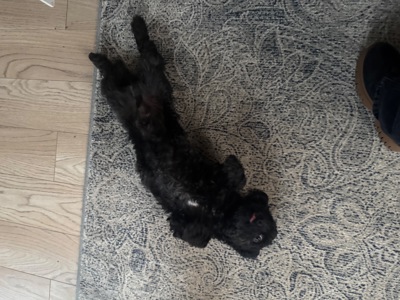 Міні мальтипу фантом та біла карамелька