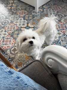 Міні мальтипу фантом та біла карамелька