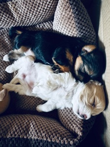 Міні мальтипу фантом та біла карамелька