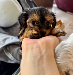 Міні мальтипу фантом та біла карамелька