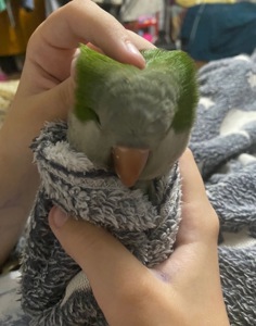 Продам пару пагуг