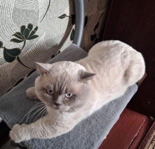 Віддамо в добрі руки кота британська білу поінт