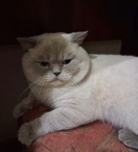 Віддамо в добрі руки кота британська білу поінт