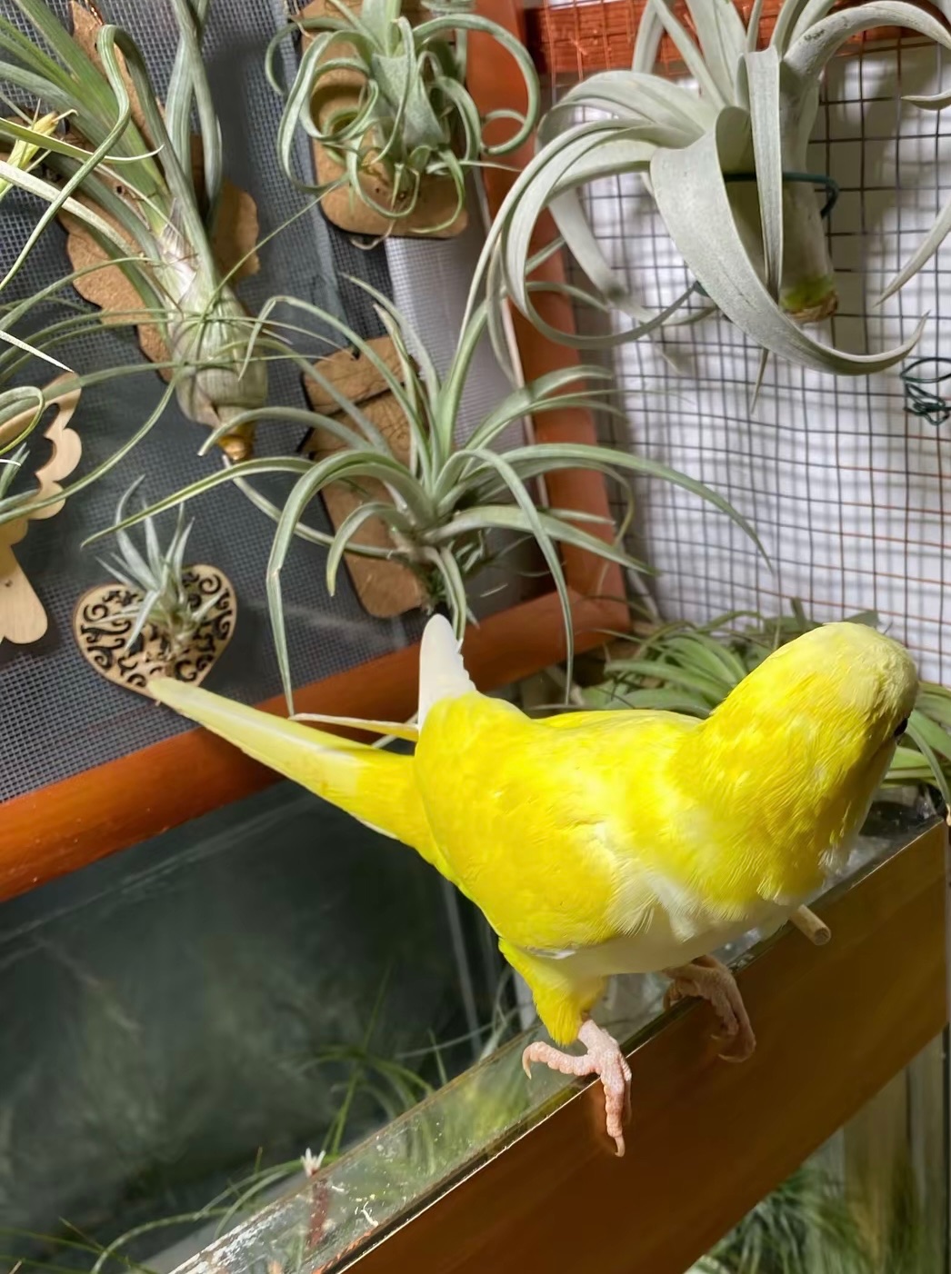 Продам пару пагуг