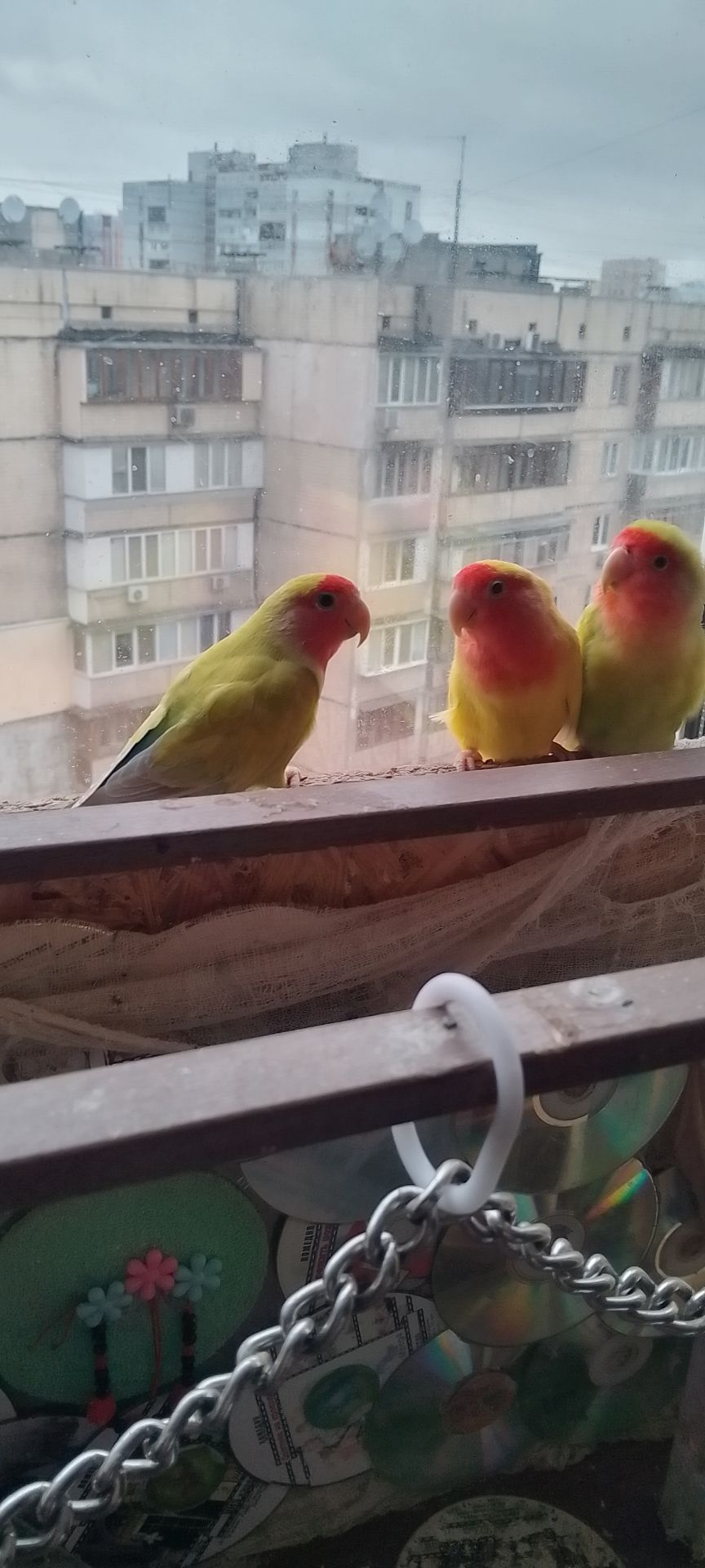 Неразлучники