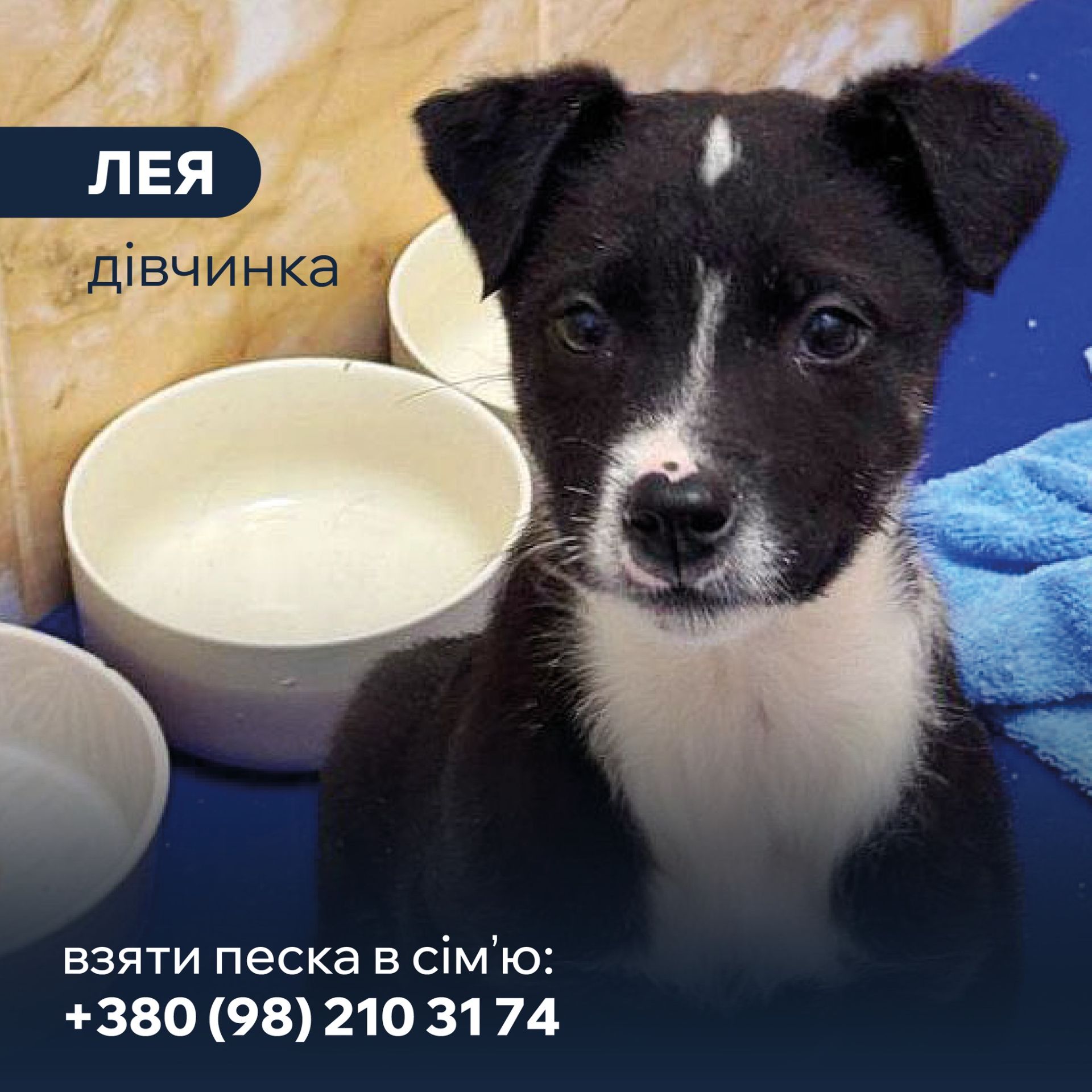цуценя Лея, дуже активна, друг для собаки