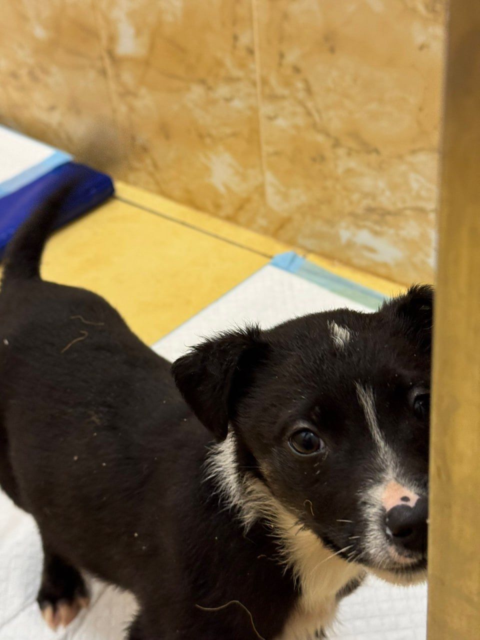 цуценя Лея, дуже активна, друг для собаки