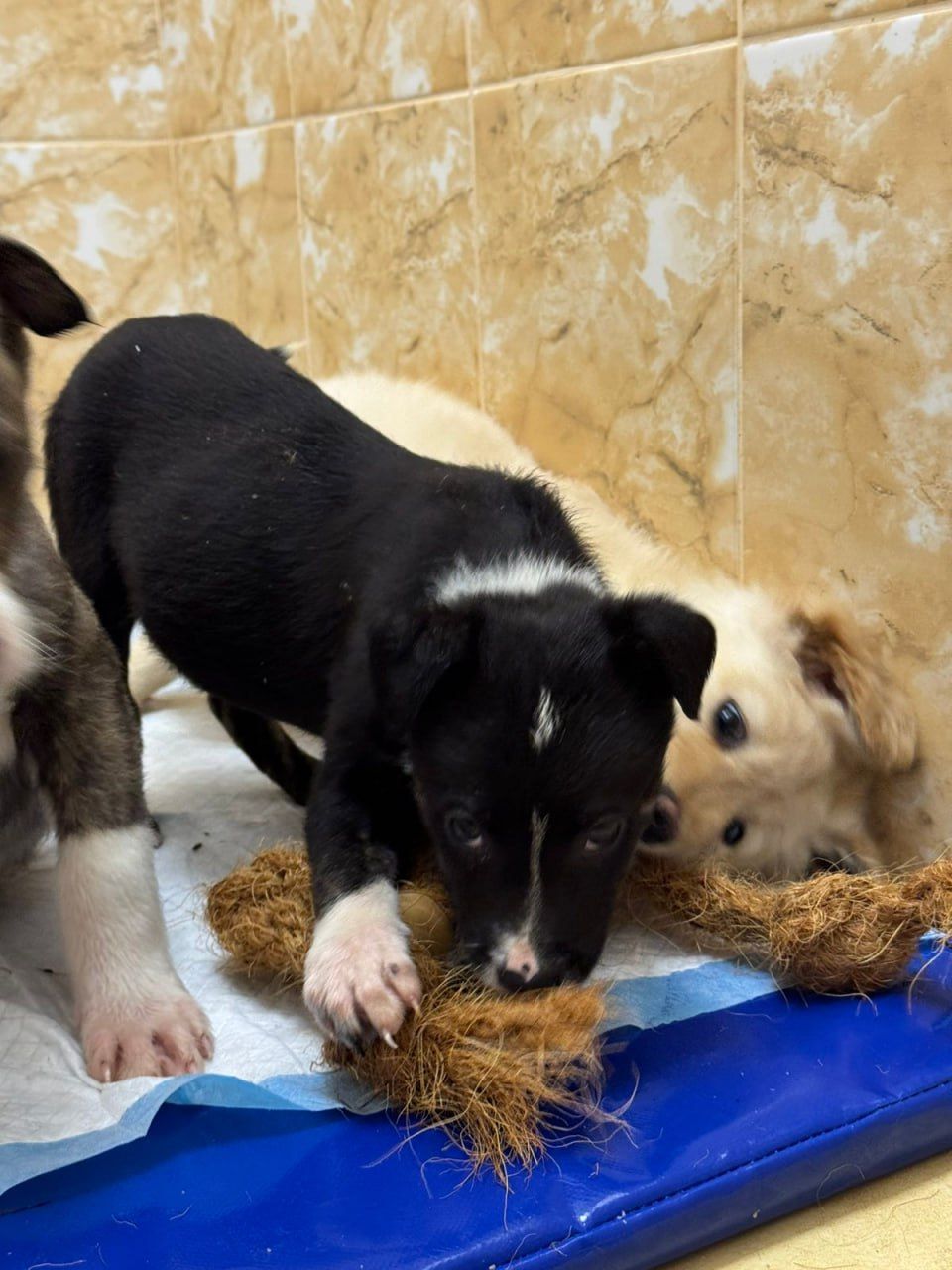 цуценя Лея, дуже активна, друг для собаки