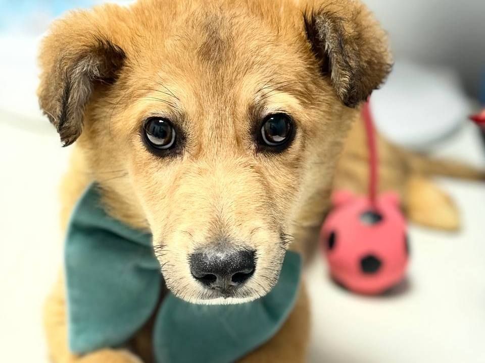 цуценя Чарлі, охоронець