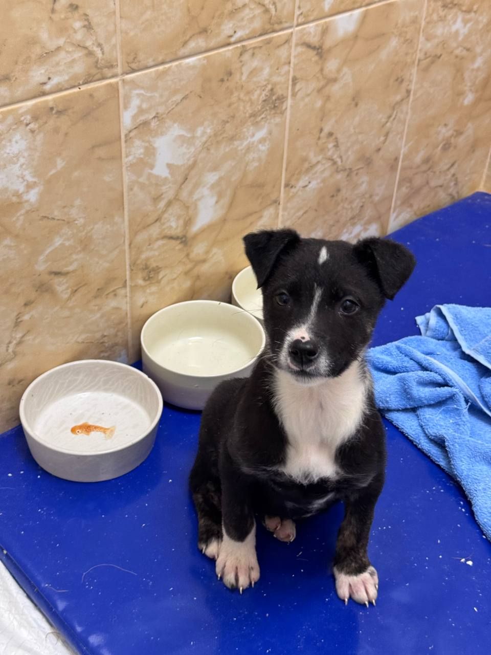 цуценя Лея, дуже активна, друг для собаки