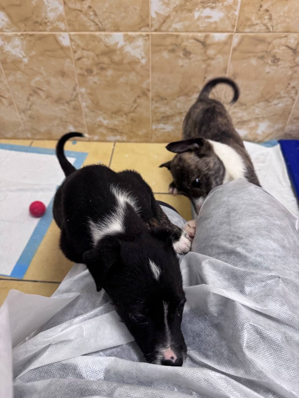 цуценя Лея, дуже активна, друг для собаки