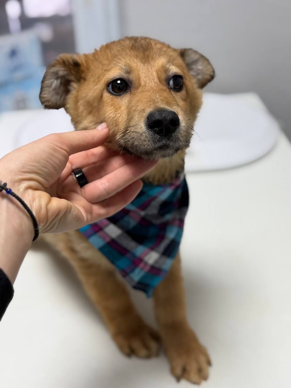 цуценя Чарлі, охоронець