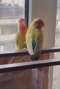 Нерозлучникки