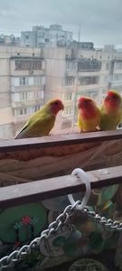 Неразлучники