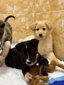 цуценя Лея, дуже активна, друг для собаки