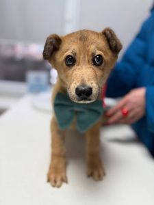 цуценя Чарлі, охоронець