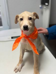 цуценя Айда