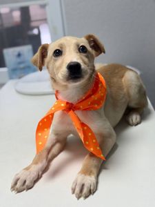 цуценя Айда