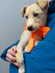 цуценя Айда