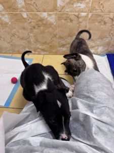 цуценя Лея, дуже активна, друг для собаки