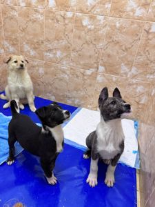 цуценя Лея, дуже активна, друг для собаки