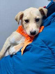 цуценя Айда