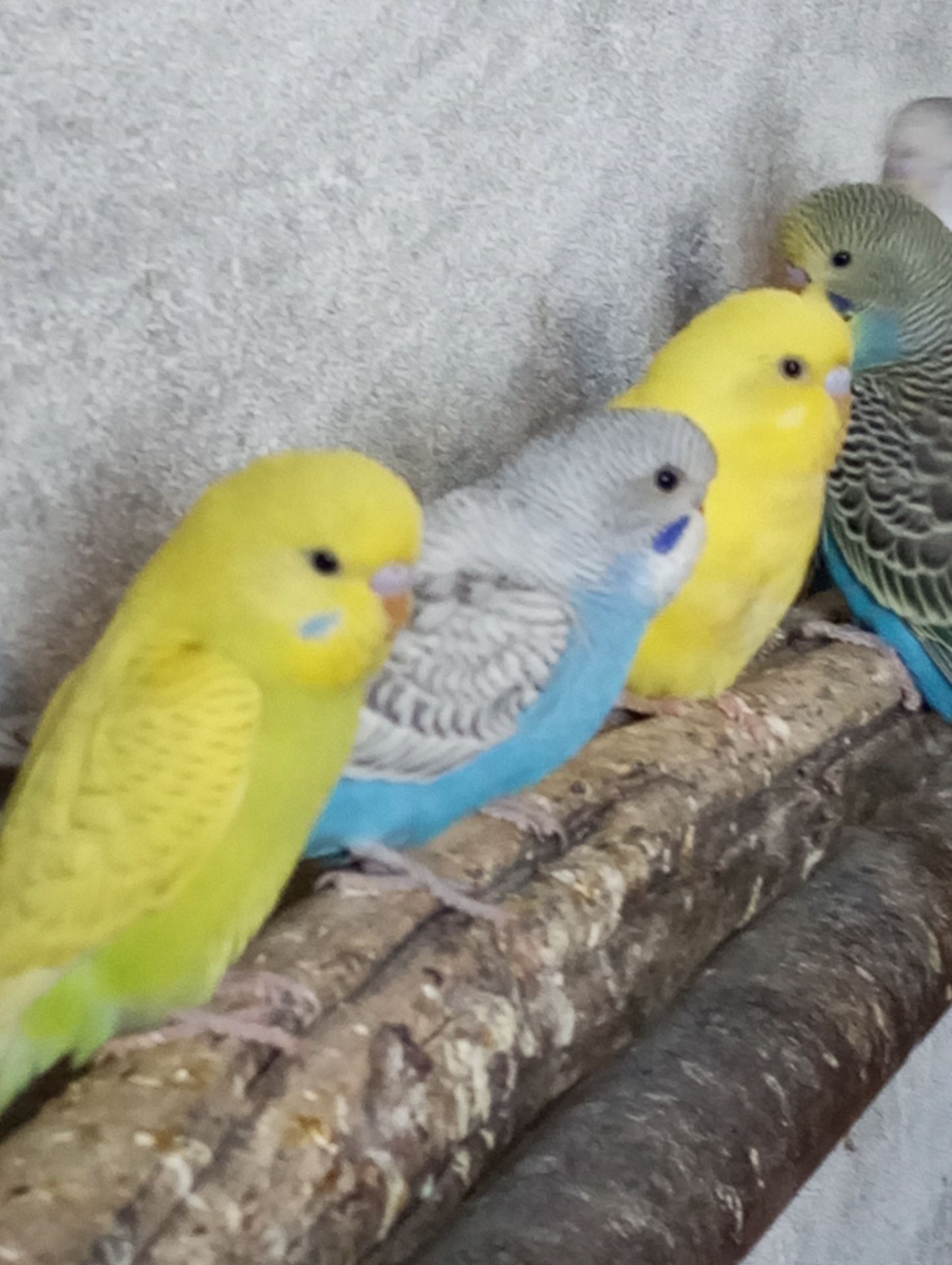 Продам волнистых попугаев