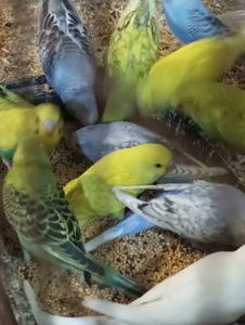 Продам волнистых попугаев