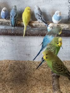 Продам волнистых попугаев