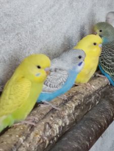 Продам волнистых попугаев