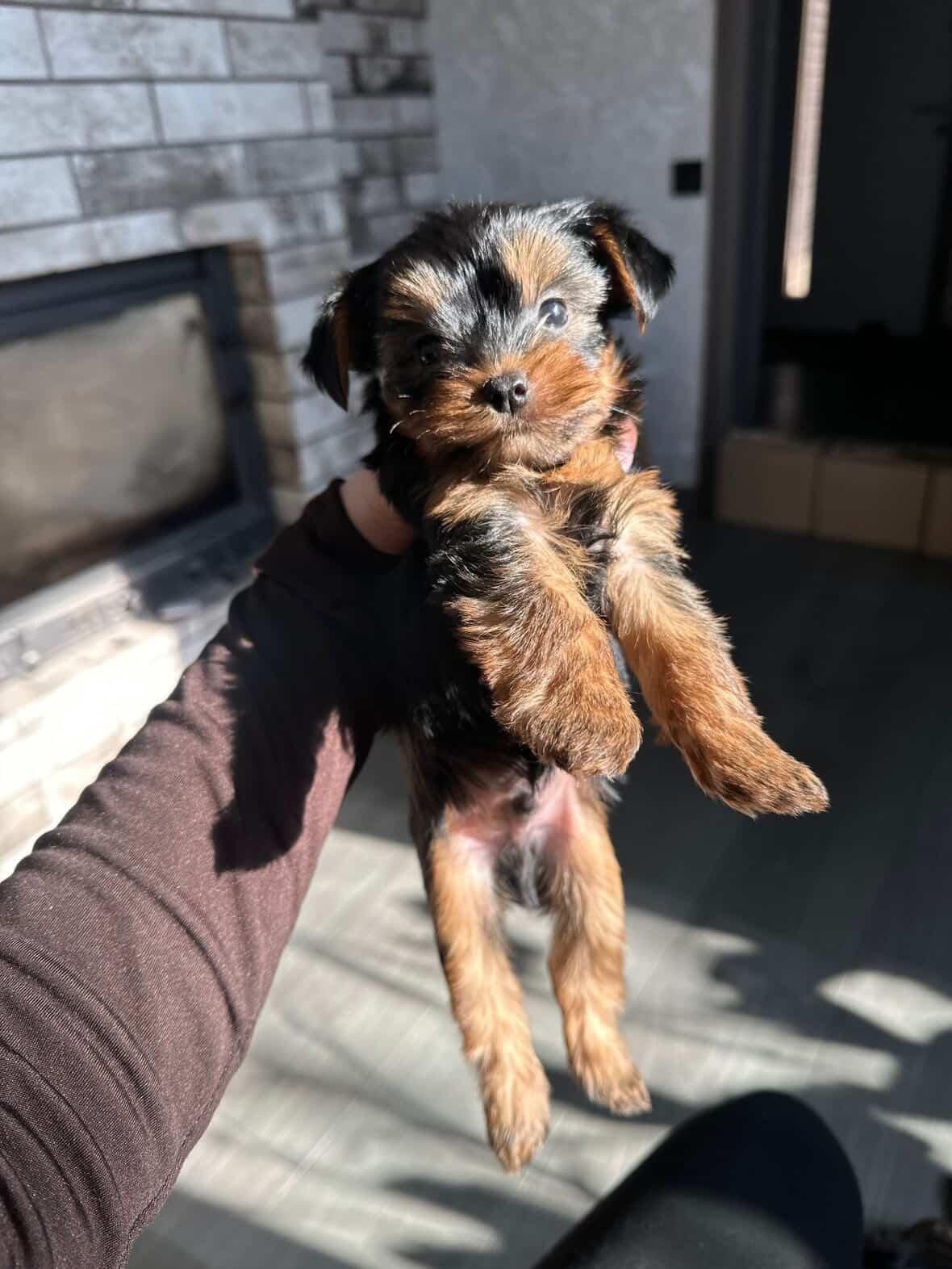 Щенок йоркшитського терьера