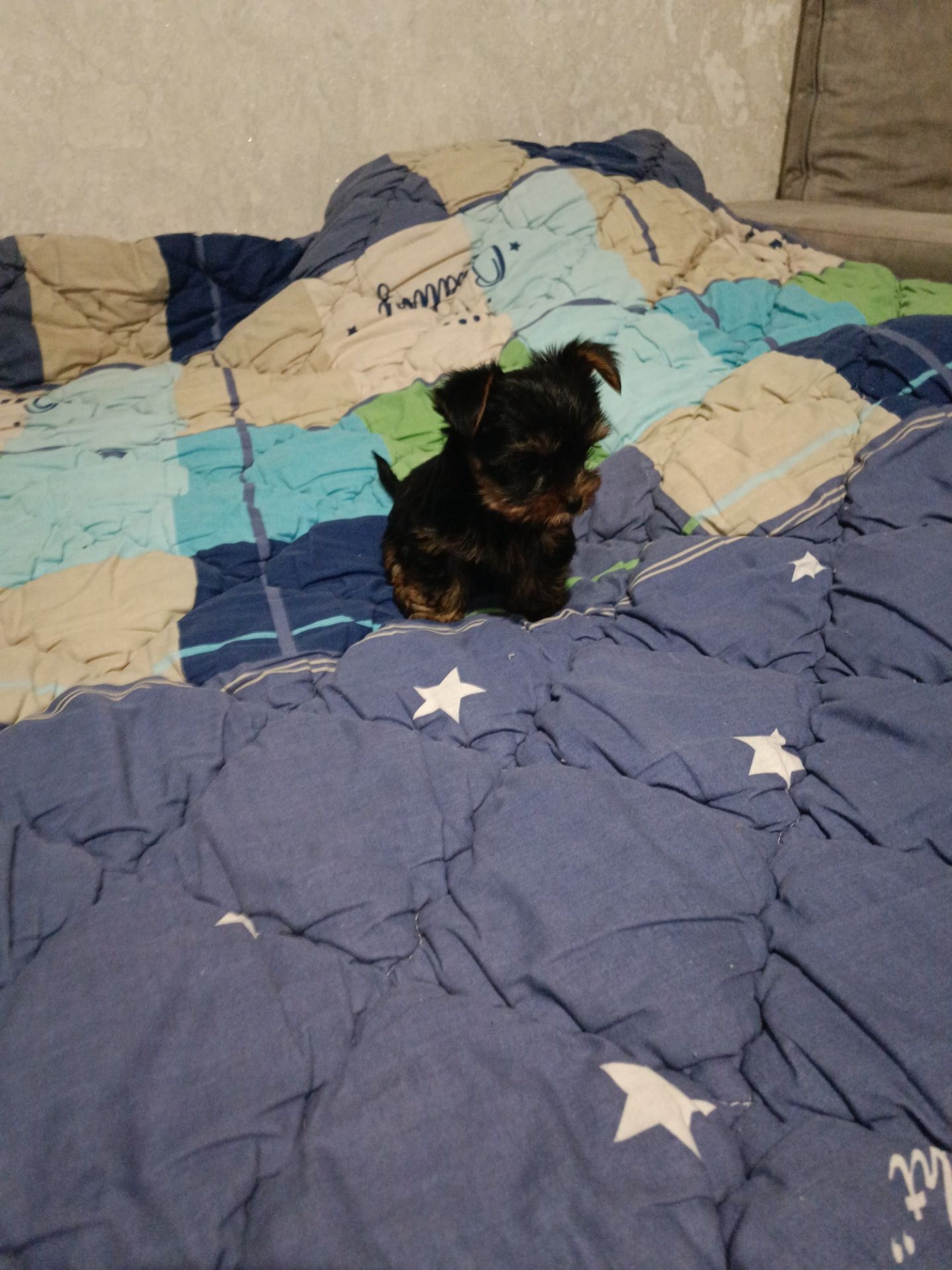 Щенок йоркшитського терьера