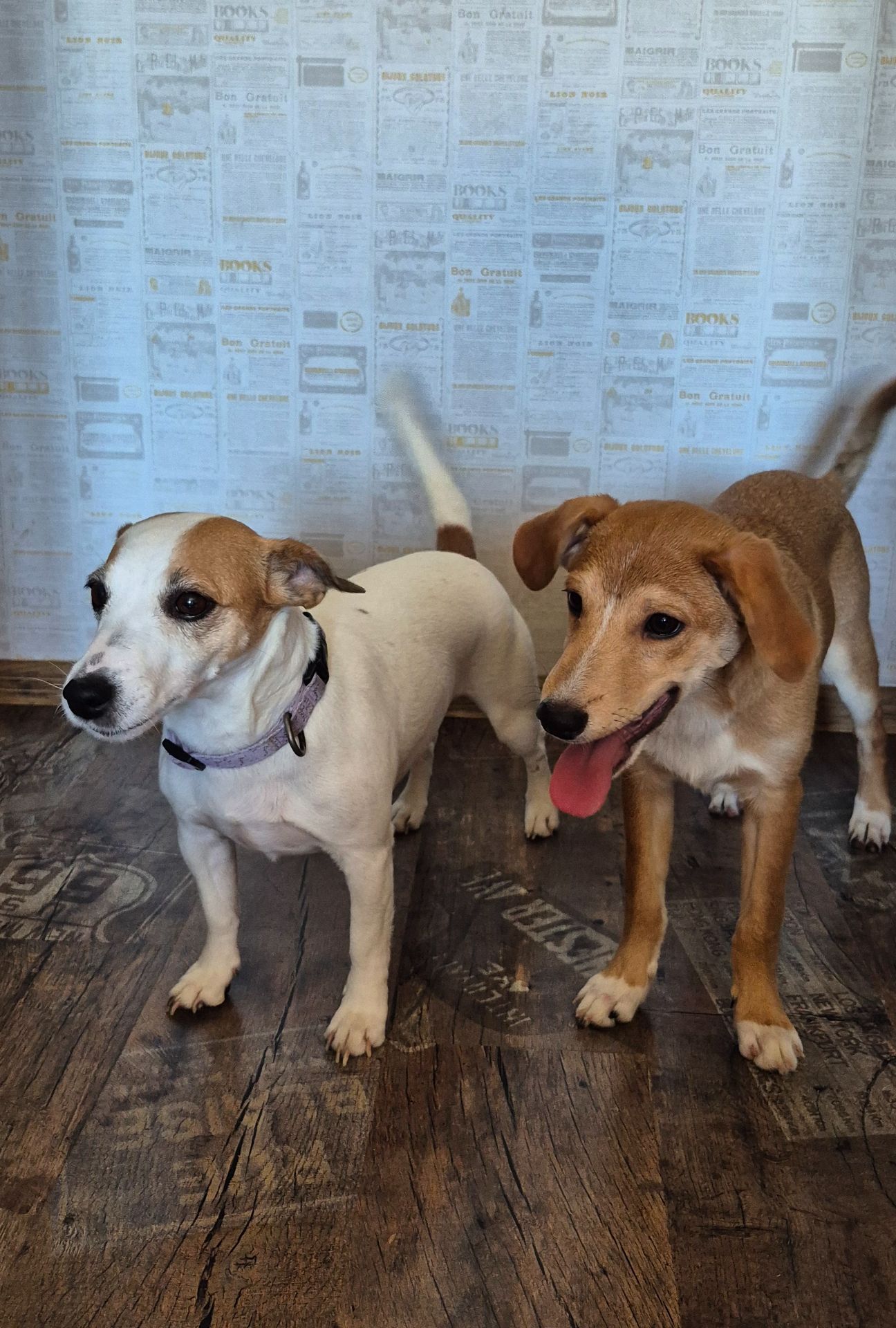 Цуценя метис Джека Рассела, хлопчик