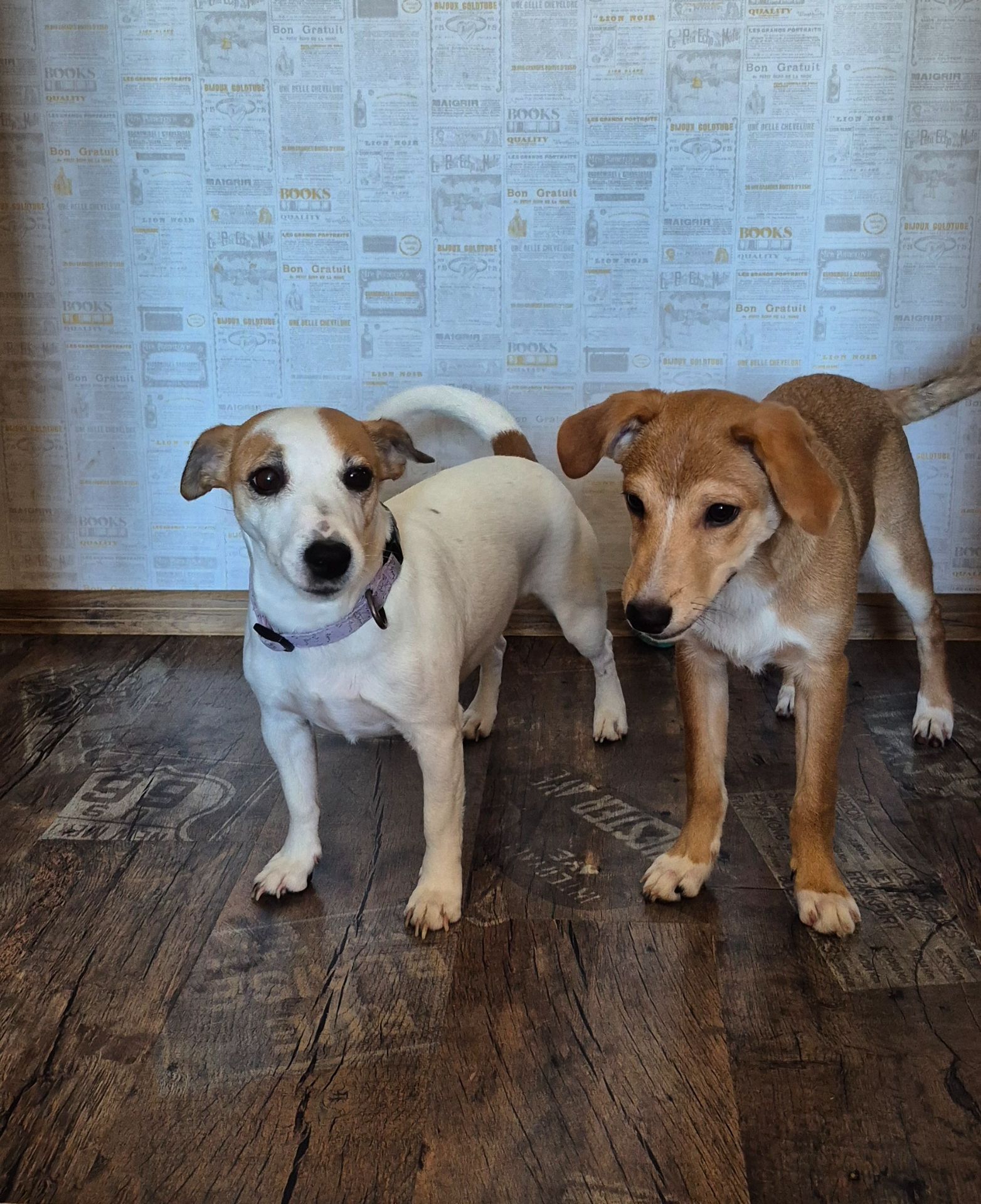 Цуценя метис Джека Рассела, хлопчик