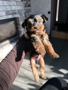 Щенок йоркшитського терьера