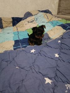 Щенок йоркшитського терьера