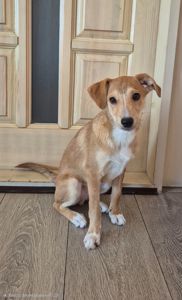 Цуценя метис Джека Рассела, хлопчик