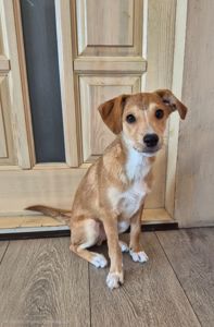 Цуценя метис Джека Рассела, хлопчик