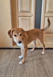 Цуценя метис Джека Рассела, хлопчик