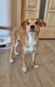 Цуценя метис Джека Рассела, хлопчик