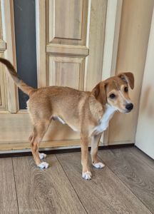 Цуценя метис Джека Рассела, хлопчик