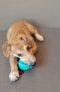 Цуценя метис Джека Рассела, хлопчик