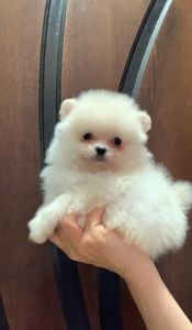 Чудовий хлопчик