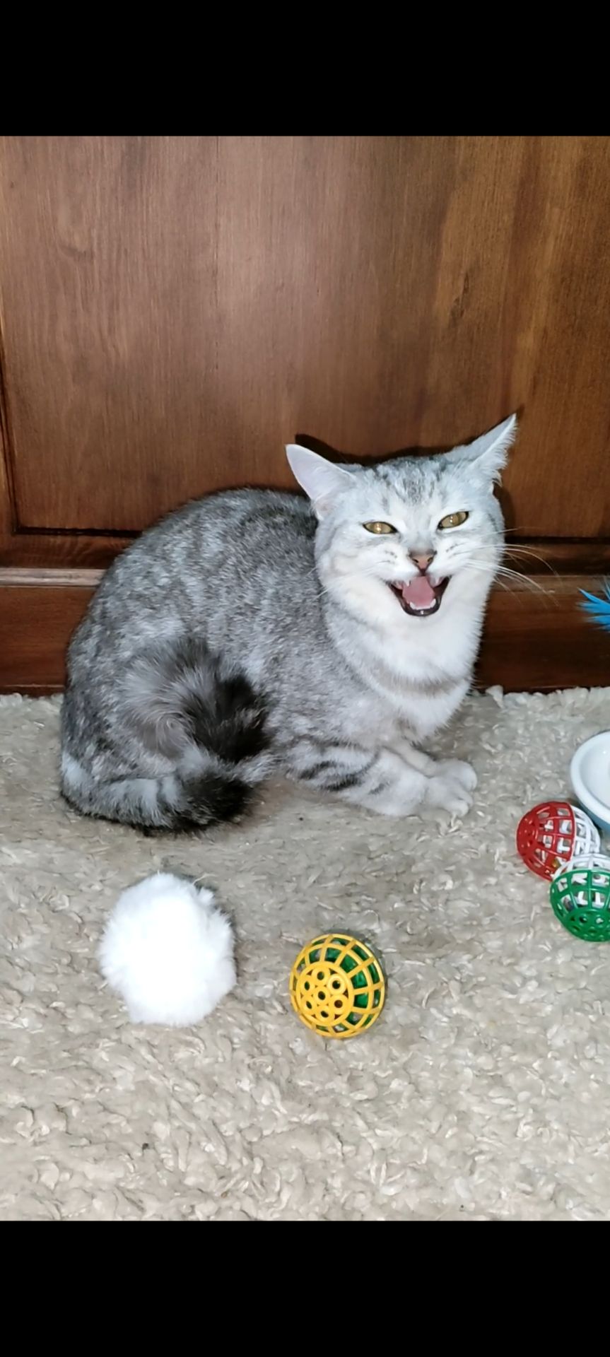 Сріблястий мармуровий хлопчик скотіш страйт. Підрощений