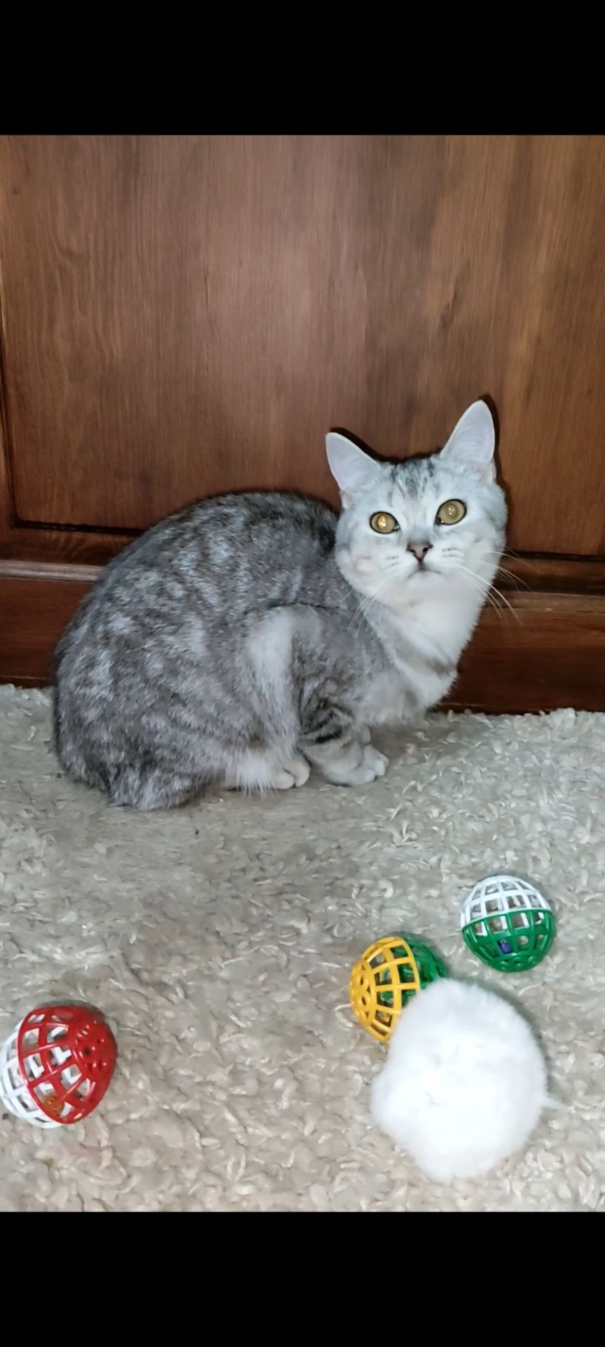 Сріблястий мармуровий хлопчик скотіш страйт. Підрощений